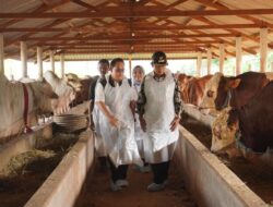 Jatim Atur Lalu Lintas Hewan Kurban Sesuai SOP