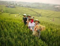 Data Penerima Pupuk Bersubsidi Akan Diupdate Pemerintah Per Empat Bulan