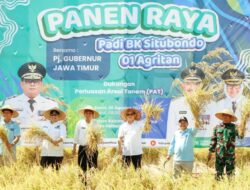 Padi Varietas BK 01 Agritan Solusi Atasi Masalah Ketahanan Pangan