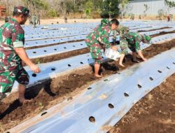 Dukung Hanpangan Kodim Bojonegoro Tanam Ribuan Bibit Cabai Optimalkan Lahan Kosong