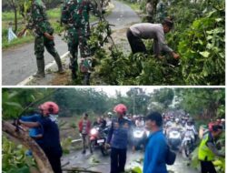 Polisi Di Bojonegoro Lakukan Evakuasi Pohon Tumbang Akibat Puting Beliung
