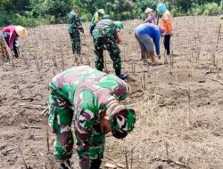Sukseskan Hanpangan Babinsa Koramil Sumberrejo Bojonegoro Bantu Petani Tanam Jagung