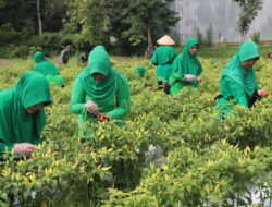 Persit KCK Cabang XXVIII Kodim Bojonegoro Panen Cabai Rawit Dukung Program Ketahanan Pangan