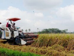 Rafaksi HPP Gabah Dicabut Demi Lindungi Petani