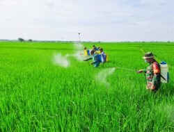 Babinsa Koramil Kepohbaru Bojonegoro Bantu Petani Desa Cengkir Berantas OPT