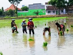 Dukung Program Hanpangan, Babinsa Koramil Padangan Bojonegoro Bantu Petani Tanam Padi