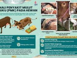 Dugaan Beberapa Ternak Sapi Yang Mati Akibat PMK Di Bojonegoro Belum Ada Bukti