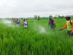 Babinsa Koramil Sumberrejo Bojonegoro Dan PPL Bantu Poktan Wotan Gelar Gerdal Hama Padi