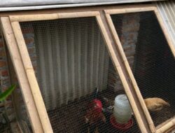 Tingkatkan Perekonomian Masyarakat Pemkab Bojonegoro Luncurkan Program Ayam Petelur