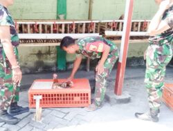 Sukseskan Hanpangan Koramil Jajaran Kodim Bojonegoro Budidaya Ayam Petelur