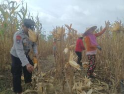 Sukseskan Ketahanan Pangan, Bhabinkamtibmas Dan Babinsa Kedungadem Panen Jagung