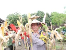 Polres Bojonegoro Panen Raya Jagung Serentak Tahap 1