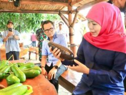 Alpukat Kelud Berukuran Jumbo Asli Kediri Beratnya Capai 1.8 Kg