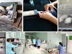 Terobosan Terapi Komplementer Teknologi Nano Kombinasi NO, Mg dan GNH