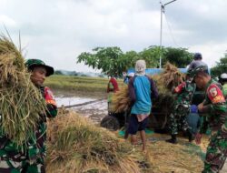 Sukseskan Swasembada Pangan Babinsa Sumberrejo Bojonegoro Bantu Petani