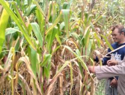 Kanit Binmas Polsek Gondang Dampingi Petani Panen Jagung
