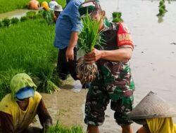 Optimalkan Produktifitas Pertanian Babinsa Trucuk Bojonegoro Bantu Petani Tanam Padi