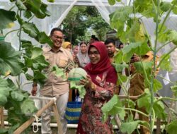 Ketua TP PKK Kab Bojonegoro Apresiasi Kebun Melon Premium Berbasis eEdufarm Di Malo