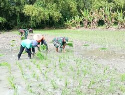 Wujudkan Ketahanan Pangan Babinsa Kodim Bojonegoro Bantu Petani