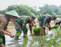 Babinsa Koramil Bubulan Bojonegoro Terjun Ke Sawah Bantu Petani Tanam Padi