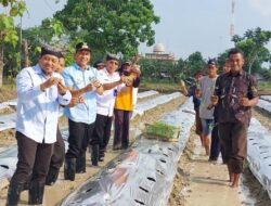 Medhayoh Di Temayang Bupati Wahono Bersama Warga Tanam Cabai