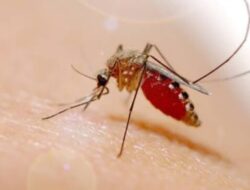 Waspadai Demam Dengue, Ketahui Gejala Dan Penanganan Yang Tepat