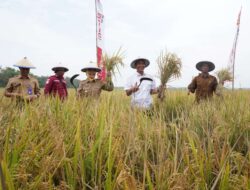 Bojonegoro Bertekad Jadi Produsen Padi Terbesar Kedua Jatim