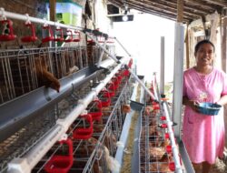 Pemkab Bojonegoro Distribusikan Ribuan Ayam Untuk Program GAYATRI