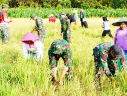 Satgas TMMD 125 Bojonegoro Bantu Panen Padi Bersama Petani