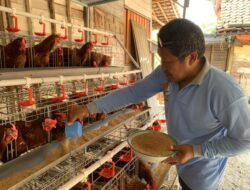 Ini Panduan Lengkap komprehensif Merawat Ayam Petelur