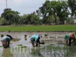 Pemkab Bojonegoro Pastikan Stok Pupuk Untuk Petan Aman