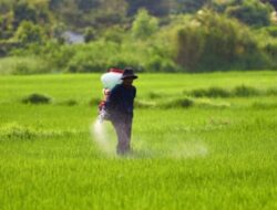 Pemerintah Resmi Turunkan HET Pupuk Bersubsidi