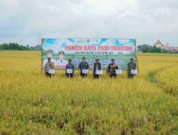 Panen Raya Ketiga Di Lamongan Tembus Harga Tinggi