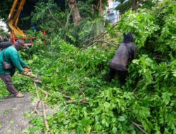 Waspada Angin Kencang, Pemkot Surabaya Gencarkan Perantingan Pohon