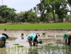 Pemkab Bojonegoro Intensifkan Sosialisasi Asuransi Usaha Tani Antisipasi Gagal Panen Padi