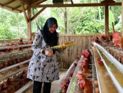 Desa Pakel Banyuwangi Bikin Peternakan Ayam Petelur, Rutin Bagikan Ke Warga Kurang Mampu
