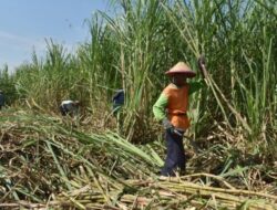 Bojonegoro Siapkan Langkah Sukseskan Perluasan Lahan Tebu