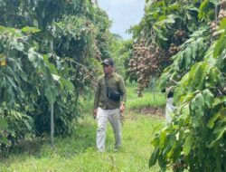 Kebun Kelengkeng Ngasem Jadi Destinasi Wisata Baru Di Bojonegoro