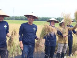 Pemkab Bojonegoro Bareng UGM Gelar Panen Padi Varietas Gamagora 7 Siap Wujudkan Swasembada Pangan