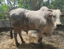 Bojonegoro Jadi Wilayah Sumber Bibit Sapi PO, Andalan Di Jawa Timur