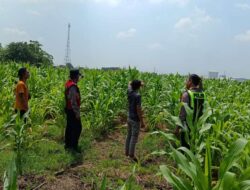 Polresta Sidoarjo Optimalkan Swasembada Pangan, Dampingi Petani Jagung di Krembung
