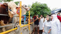 Khofifah Pastikan Kesiapan Hewan Kurban Pada Idul Adha 1447 H: Ketersediaan Ternak Surplus, Sehat, SDM Profesional dan Infrastruktur Pemotongan Memadai