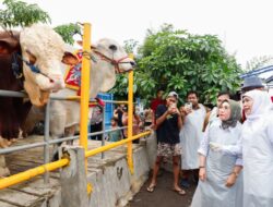 Khofifah Pastikan Kesiapan Hewan Kurban Pada Idul Adha 1447 H: Ketersediaan Ternak Surplus, Sehat, SDM Profesional dan Infrastruktur Pemotongan Memadai