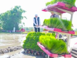 Khofifah Pimpin Gerakan Panen dan Percepatan Tanam di Madiun: Produksi Padi Jatim Diprediksi Naik Hingga 5 Persen dan Konsisten Surplus, Target Ekspor Beras ke Pasar Global