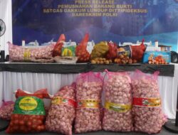 Bareskrim Polri Musnahkan Ribuan Kilogram Bawang Impor Ilegal dari Jalur Tikus Perbatasan Malaysia