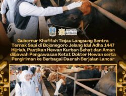 Khofifah Tinjau Langsung Sentra Ternak Sapi di Bojonegoro Jelang Idul Adha 1447 Hijriah