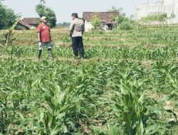 Bhabinkamtibmas Polsek Sukorejo Dampingi Petani Optimalkan Lahan Produktif