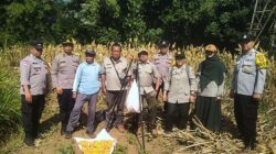 Panen Jagung, Polresta Malang Kota Perkuat Ketahanan Pangan Bersama Petani Kedungkandang