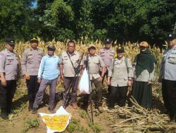 Panen Jagung, Polresta Malang Kota Perkuat Ketahanan Pangan Bersama Petani Kedungkandang