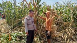 Polsek Winongan Pantau Lahan Jagung di Desa Menyarik Dukung Program Ketahanan Pangan Nasional